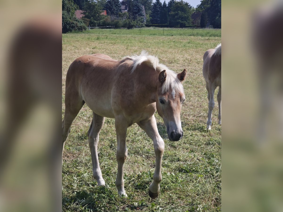 Haflinger Stallion Foal (04/2025) 14,2 hh Chestnut-Red in Kolkwitz
