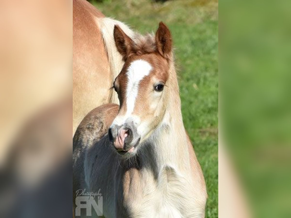Haflinger Stallion Foal (03/2025) 14,3 hh Chestnut-Red in Weerberg
