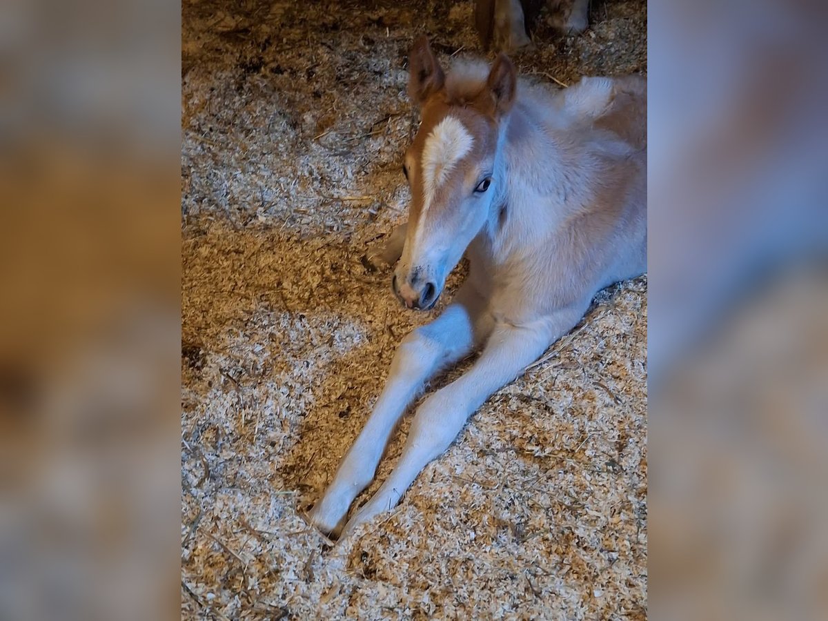 Haflinger Stallion  14,3 hh in Landeck