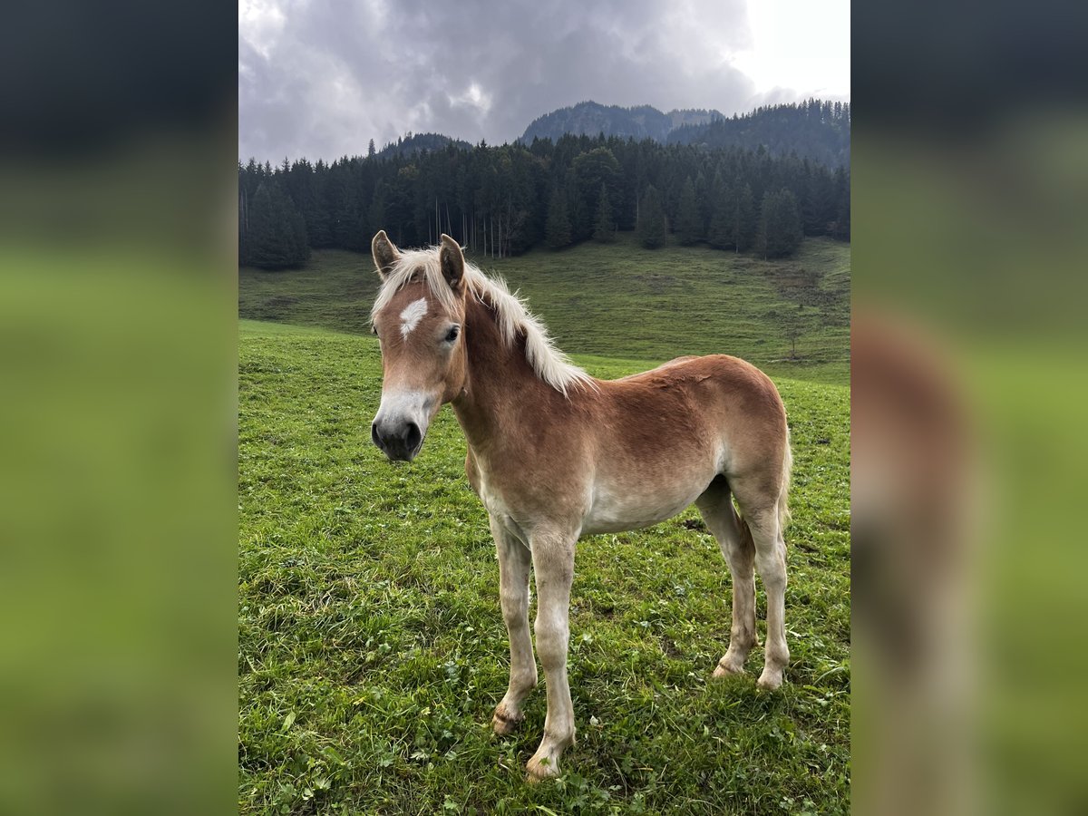 Haflinger Stallion Foal (03/2025) 15 hh Chestnut-Red in Bad Hindelang