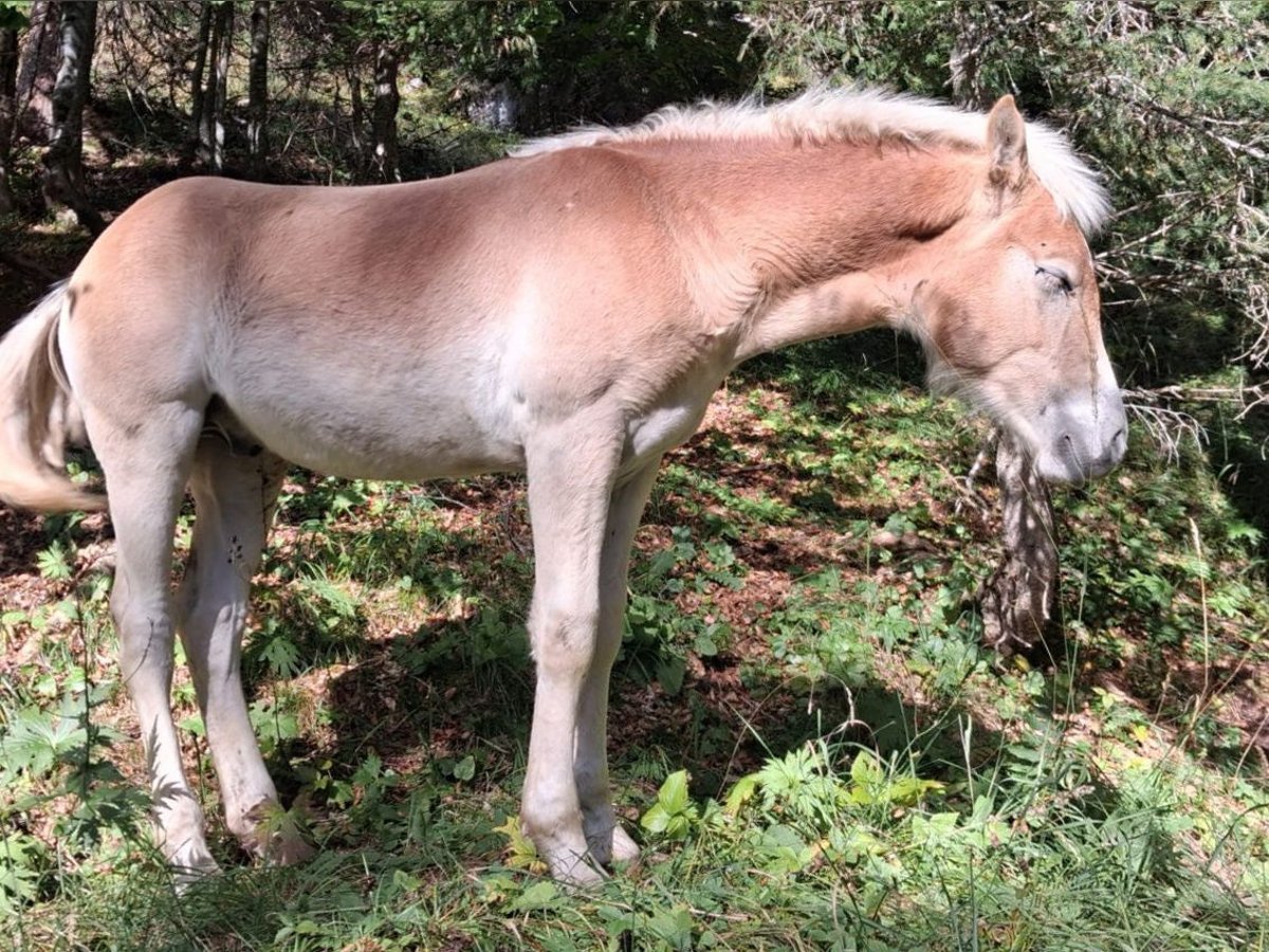 Haflinger Stallion Foal (04/2025) 15 hh Chestnut-Red in VILLN&#xD6;SS / S&#xDC;DTIROL