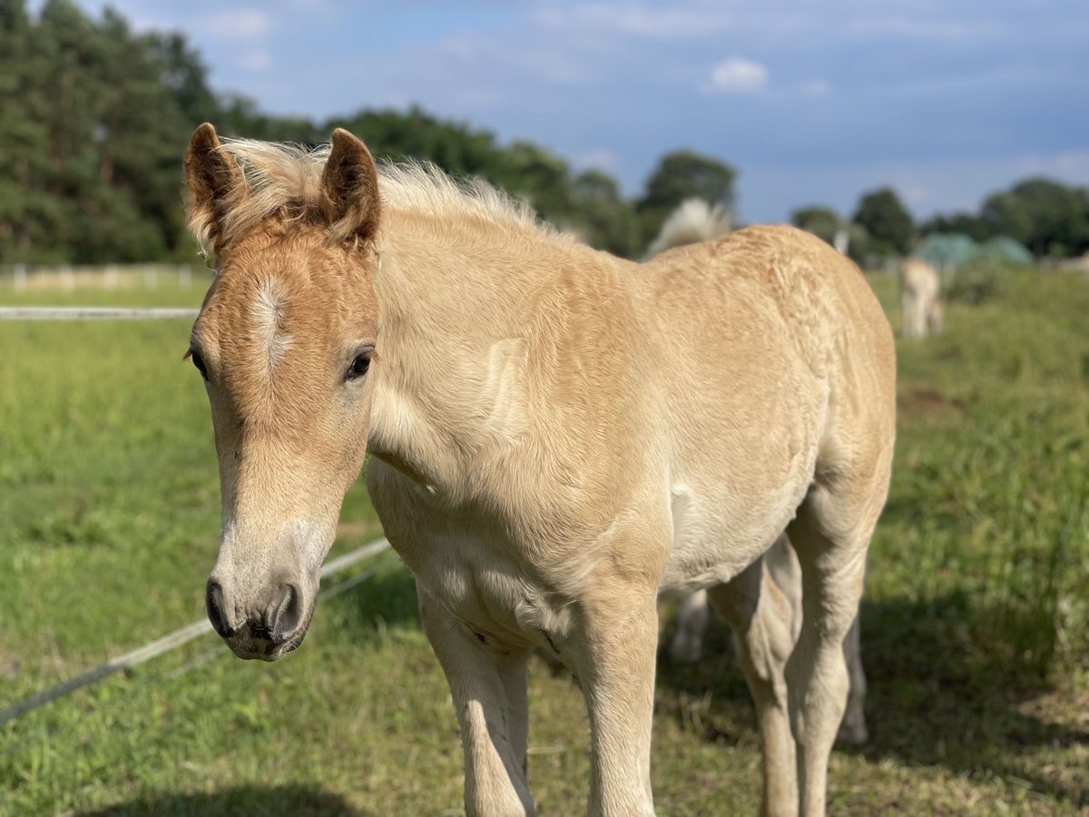 Haflinger Stallion Foal (04/2024) 15 hh in Trebbin