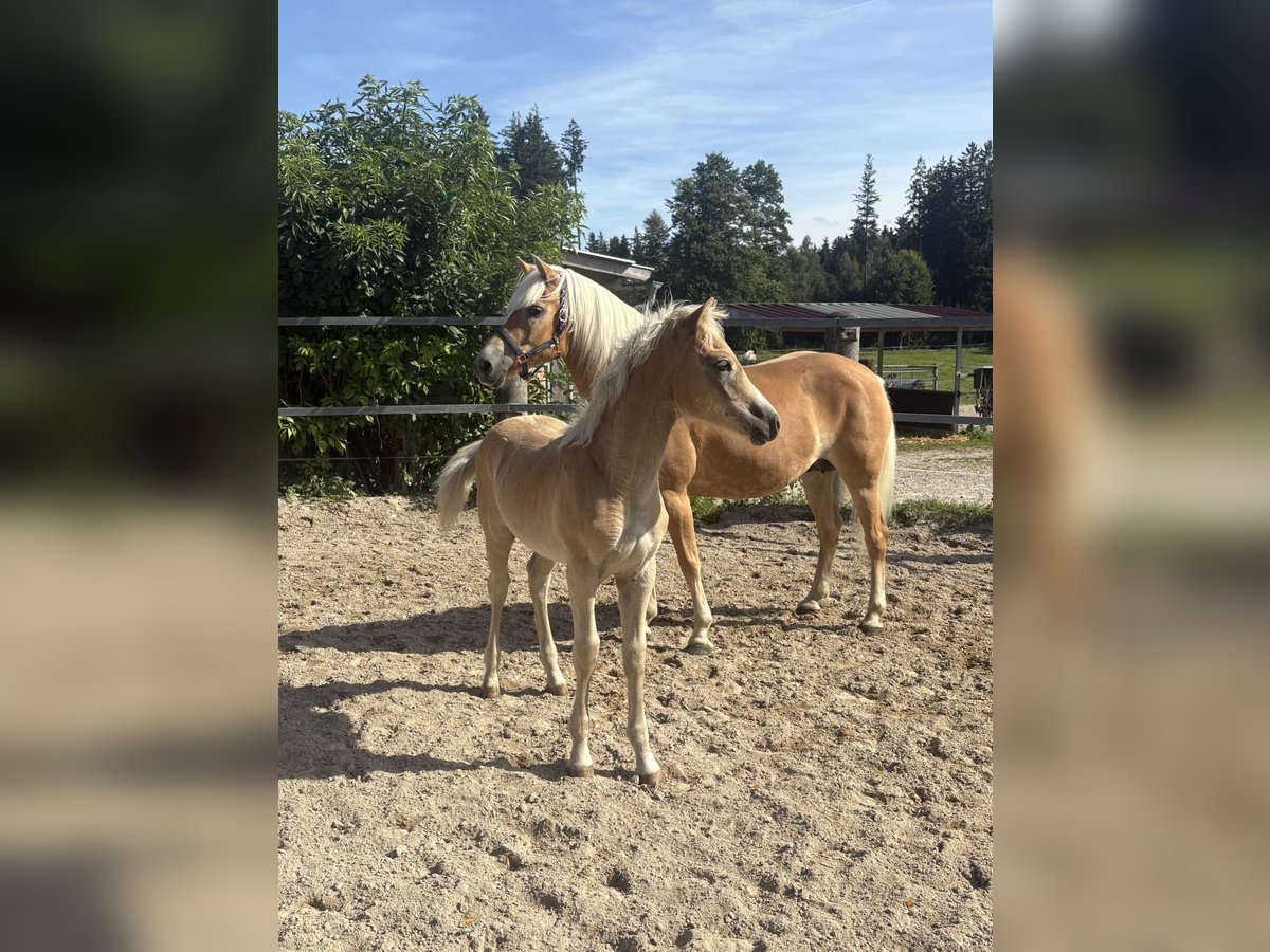 Haflinger Stallion Foal (04/2025) 15 hh in Desselbrunn