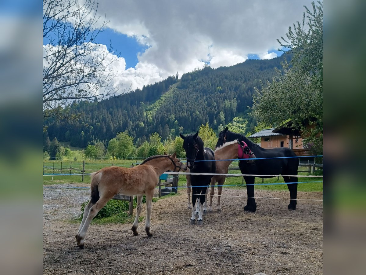 Haflinger Mix Stallion  15,2 hh Brown in Dorfgastein