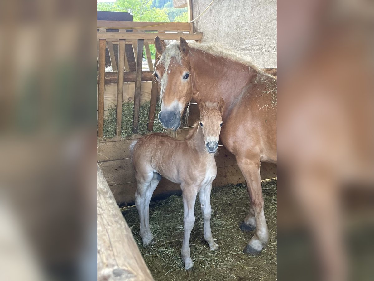 Haflinger Stallion Foal (05/2024) Chestnut in Gmund am Tegernsee