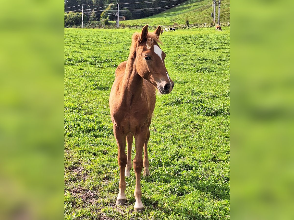 Haflinger Mix Stallion Foal (04/2025) Chestnut in Leogang
