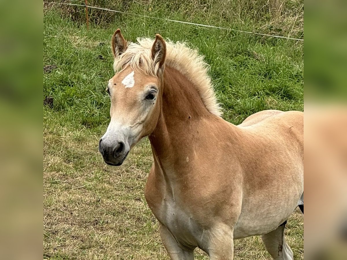 Haflinger Stallion Foal (04/2025) Chestnut-Red in Staufenberg