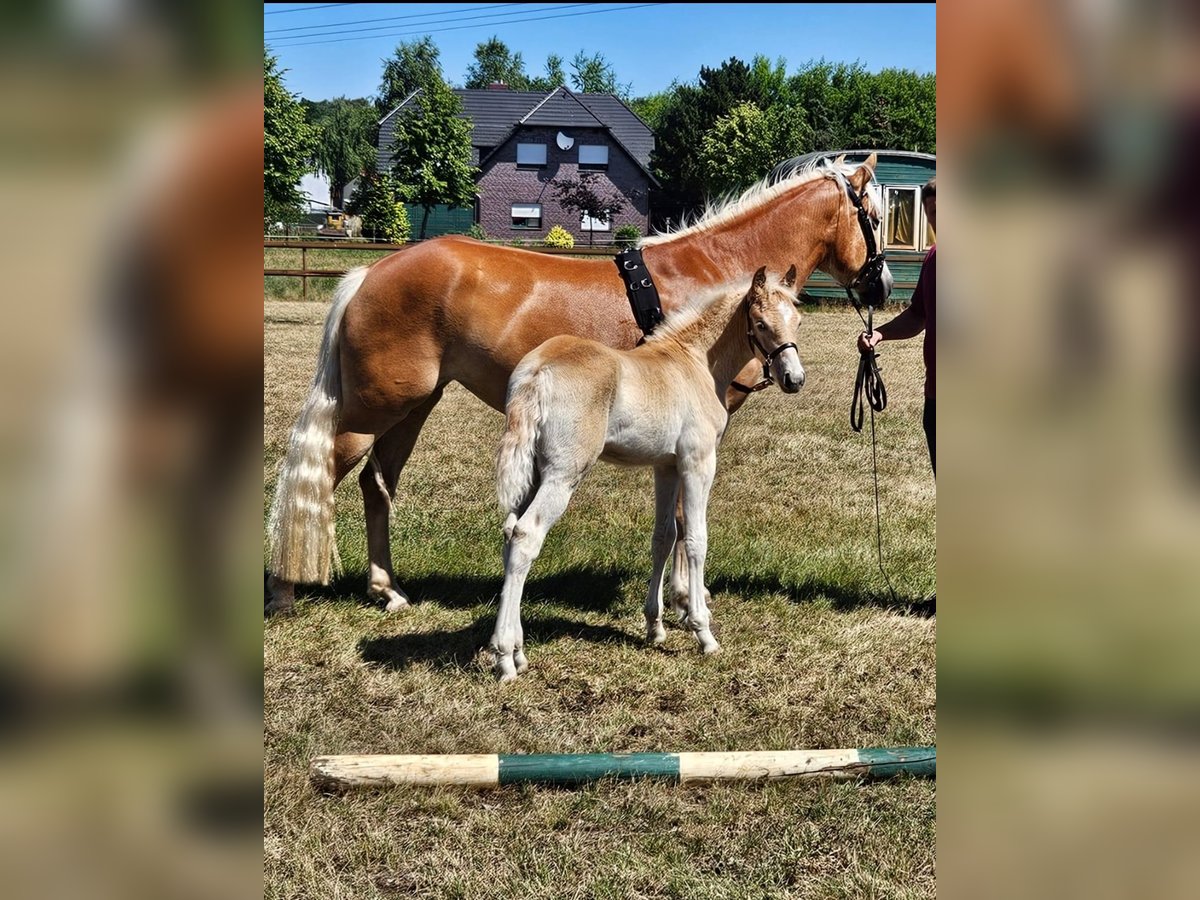 Haflinger Stallion Foal (04/2025) Chestnut-Red in Grunow-Dammendorf Grunow