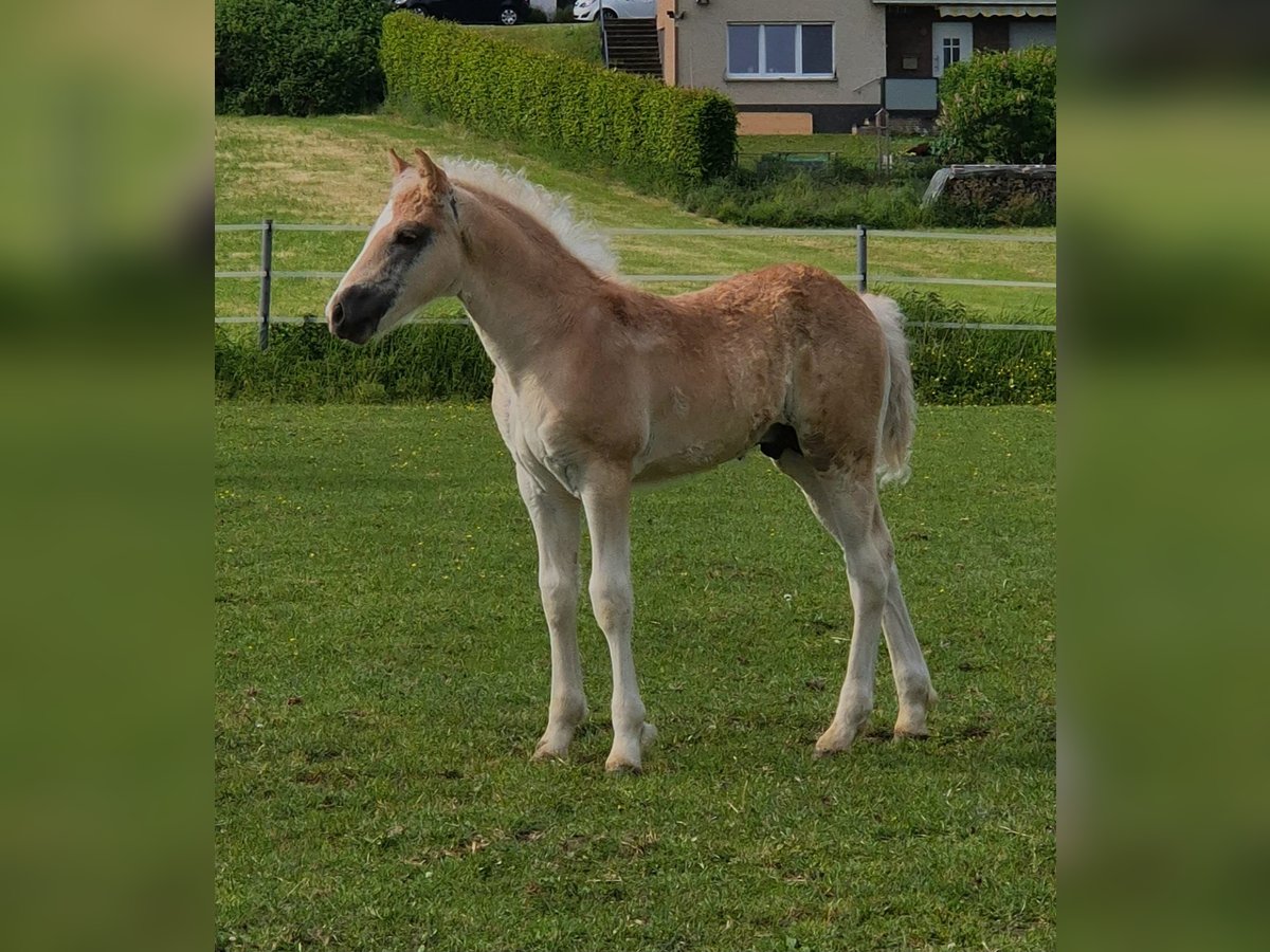 Haflinger Stallion  Chestnut-Red in Borchen