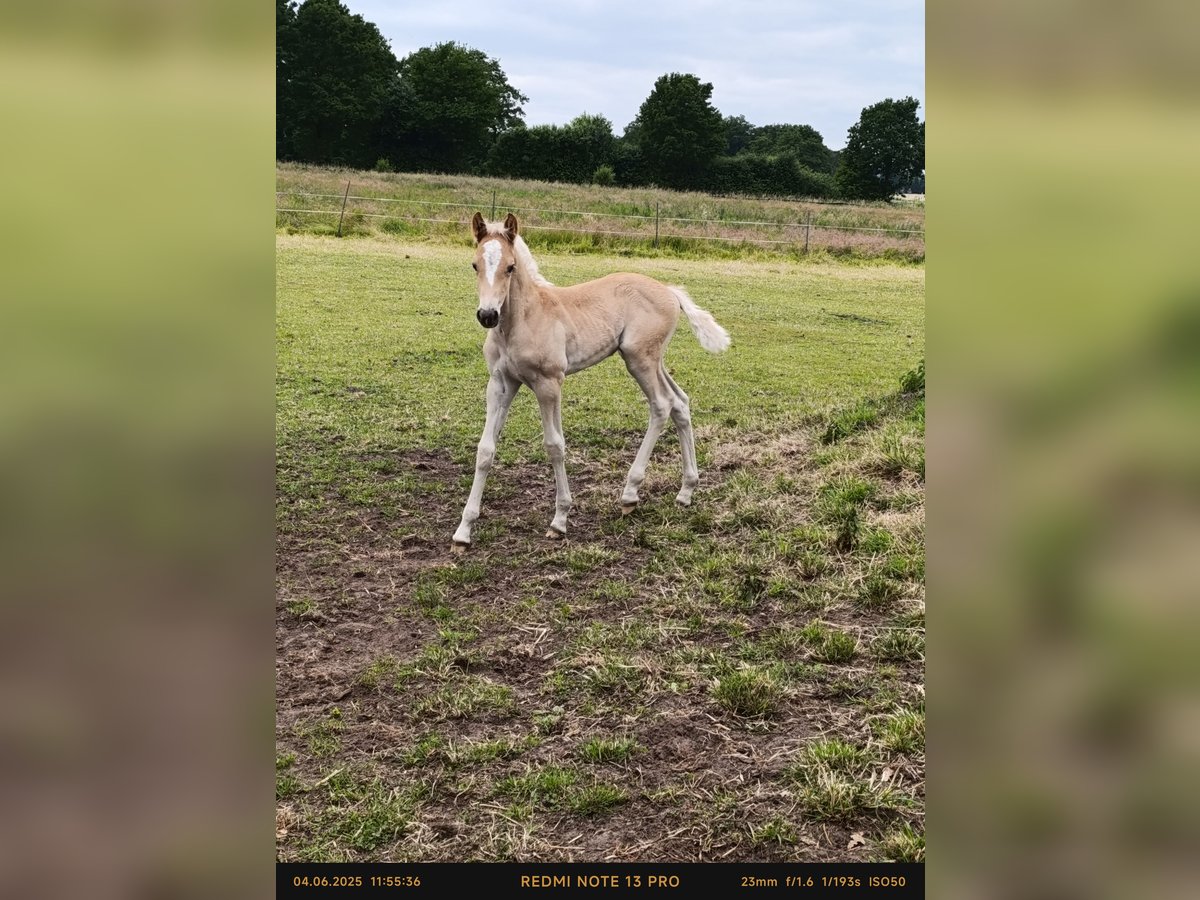 Haflinger Stallion  Chestnut-Red in Coesfeld