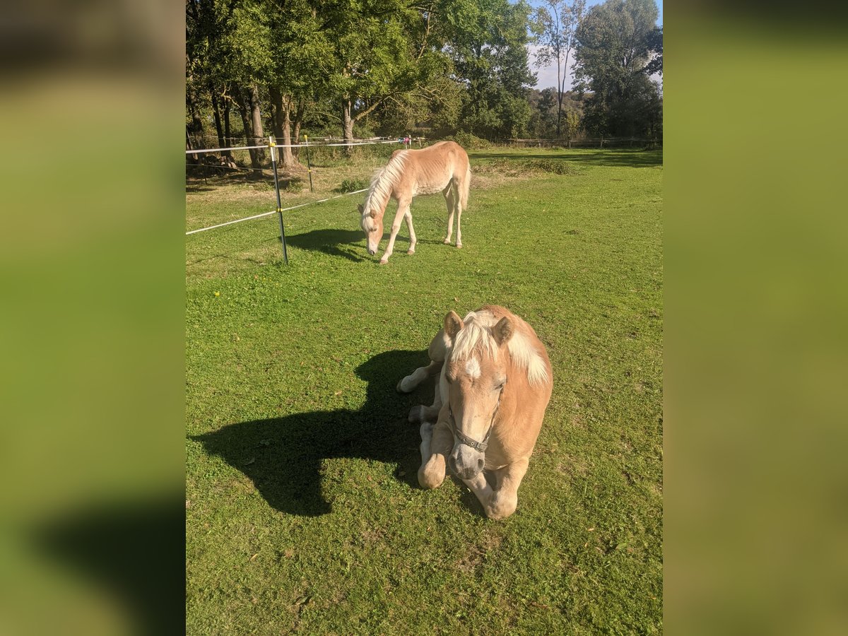 Haflinger Stallion Foal (02/2025) Chestnut-Red in Meerbeck