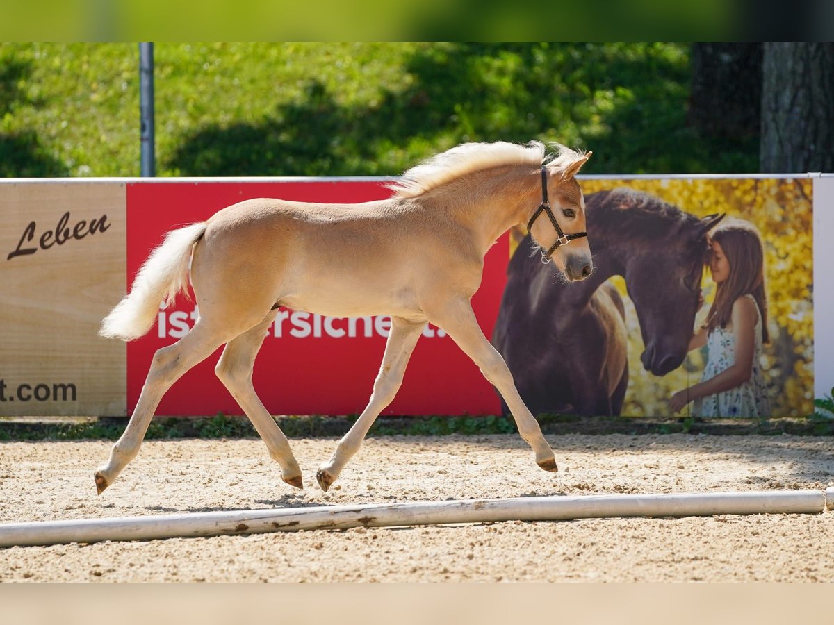 Haflinger Stallion Foal (05/2025) Chestnut-Red in Witzenedt