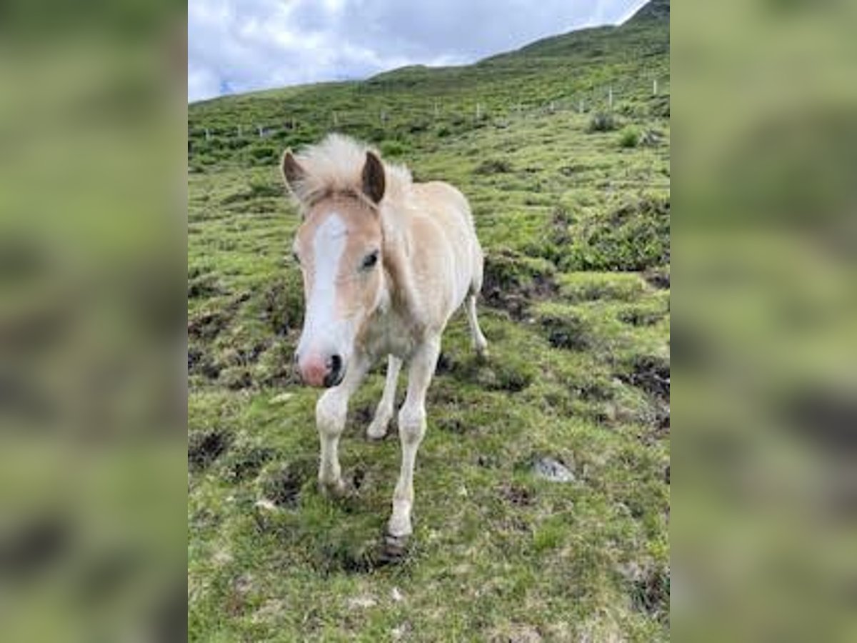 Haflinger Stallion Foal (04/2025) Chestnut-Red in Kl&#xF6;sterle