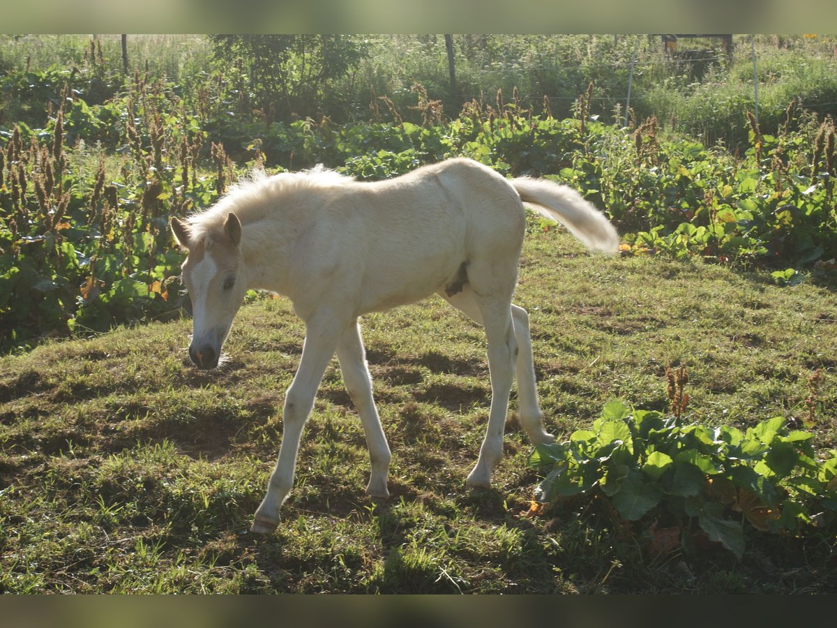 Haflinger Stallion Chestnut-Red in Dellach Haflinger Stallion Chestnut-Red in Dellach