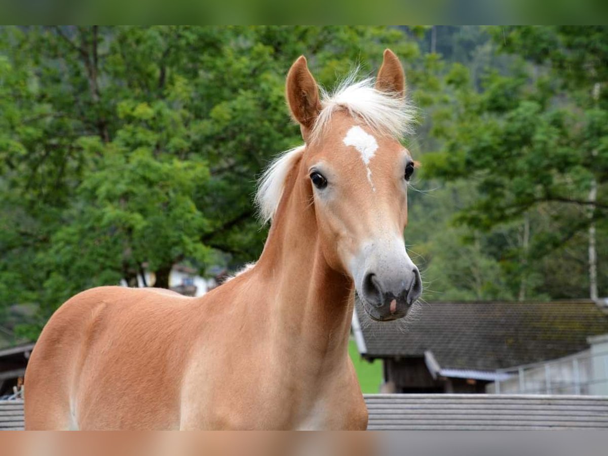 Haflinger Stallion  in Schwendau