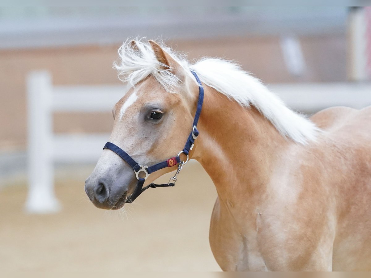 Haflinger Stallion Foal (02/2023) in Ternberg