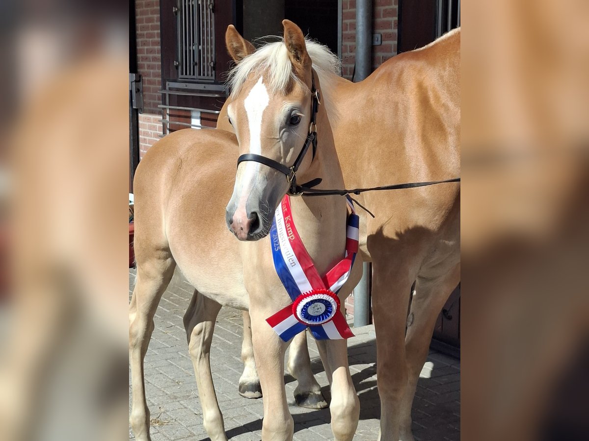 Haflinger Stallion Foal (05/2025) in Halle