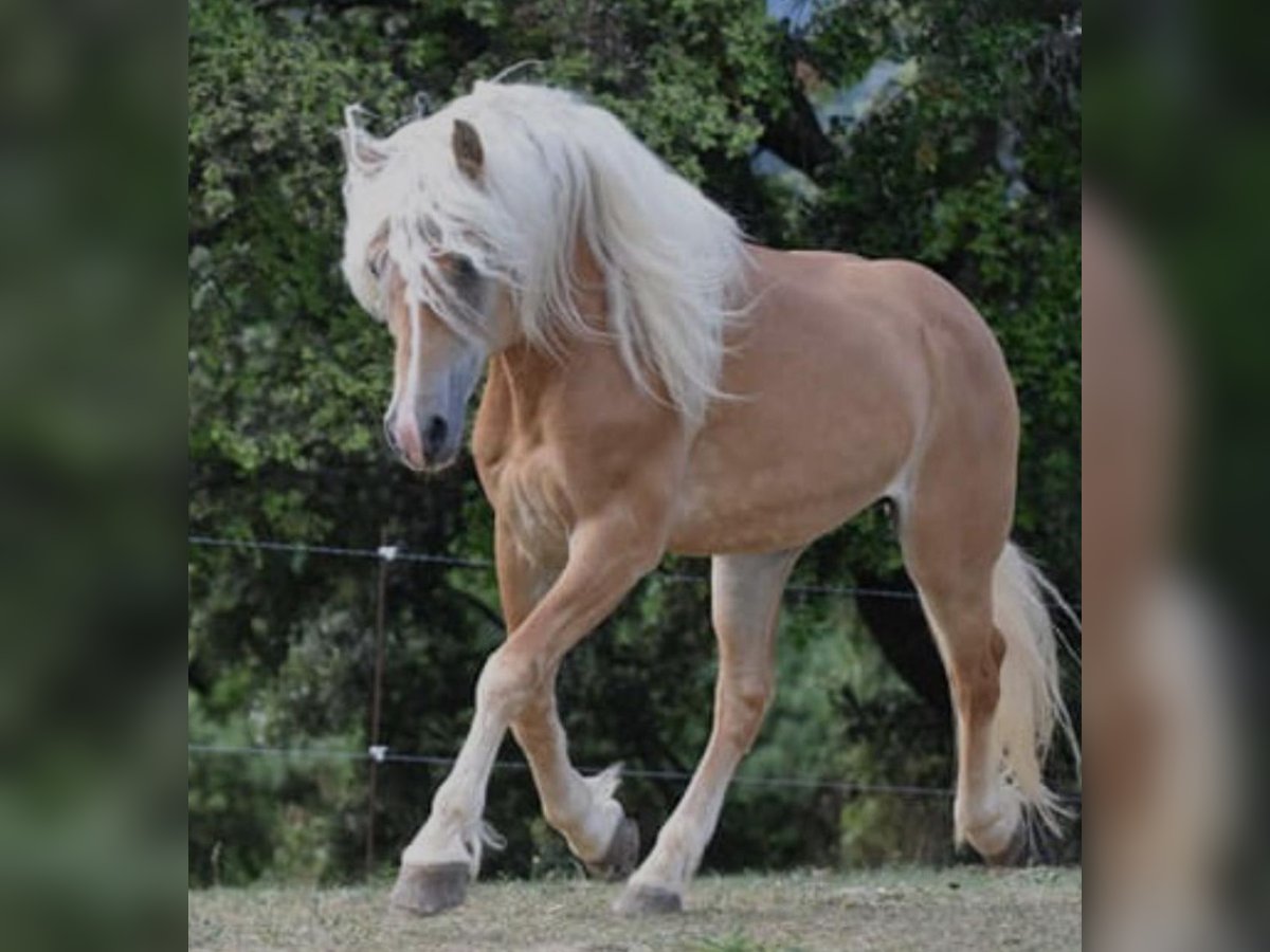 Haflinger Stallion in Salviac