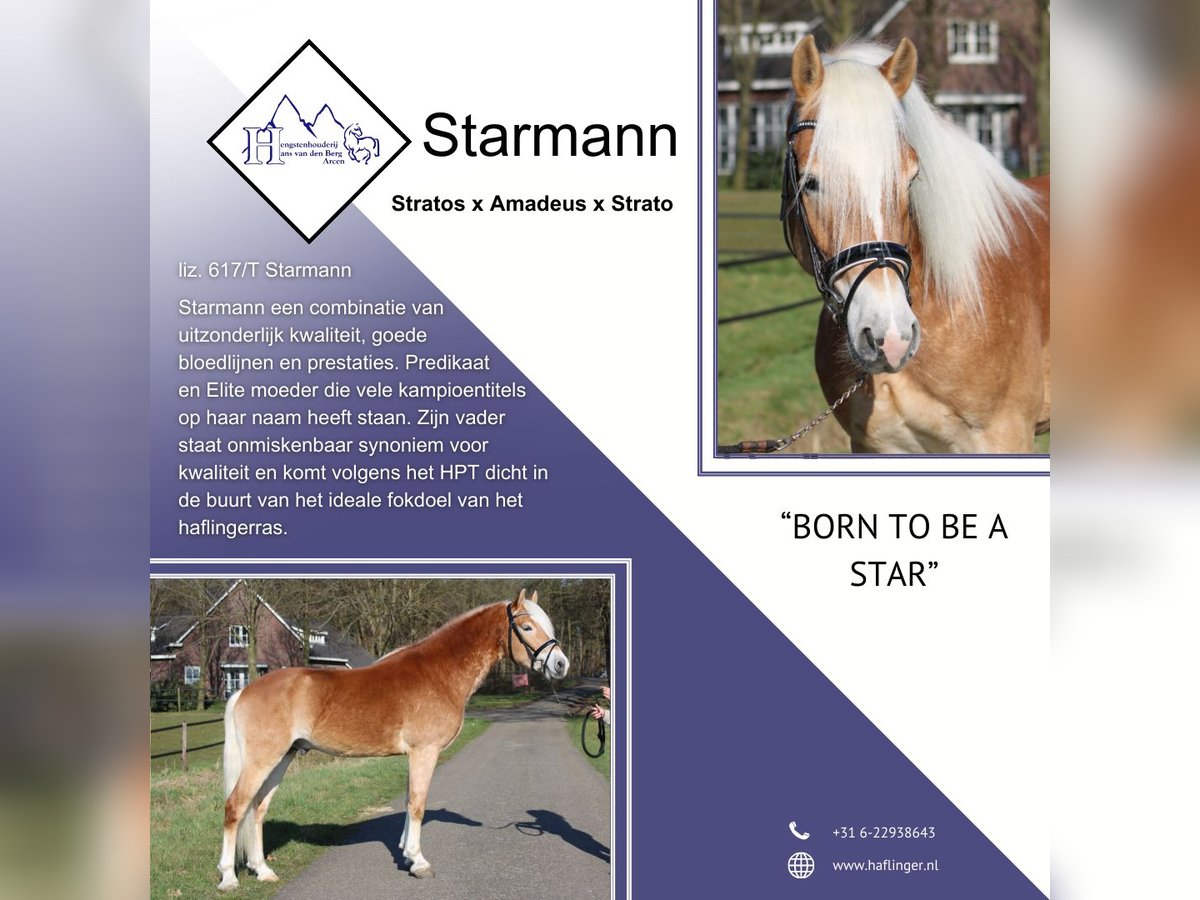 Haflinger Stallion in Arcen