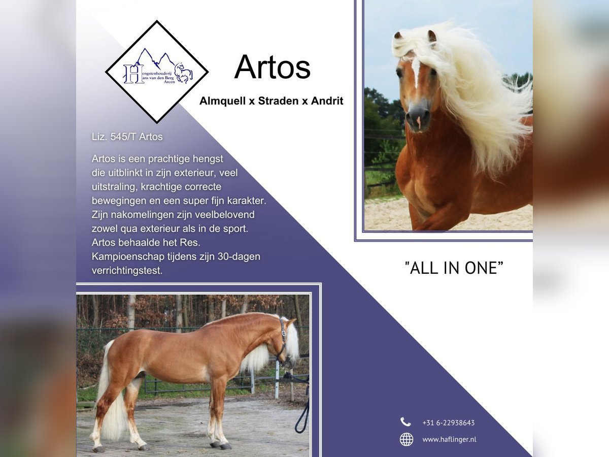 Haflinger Stallion in Arcen