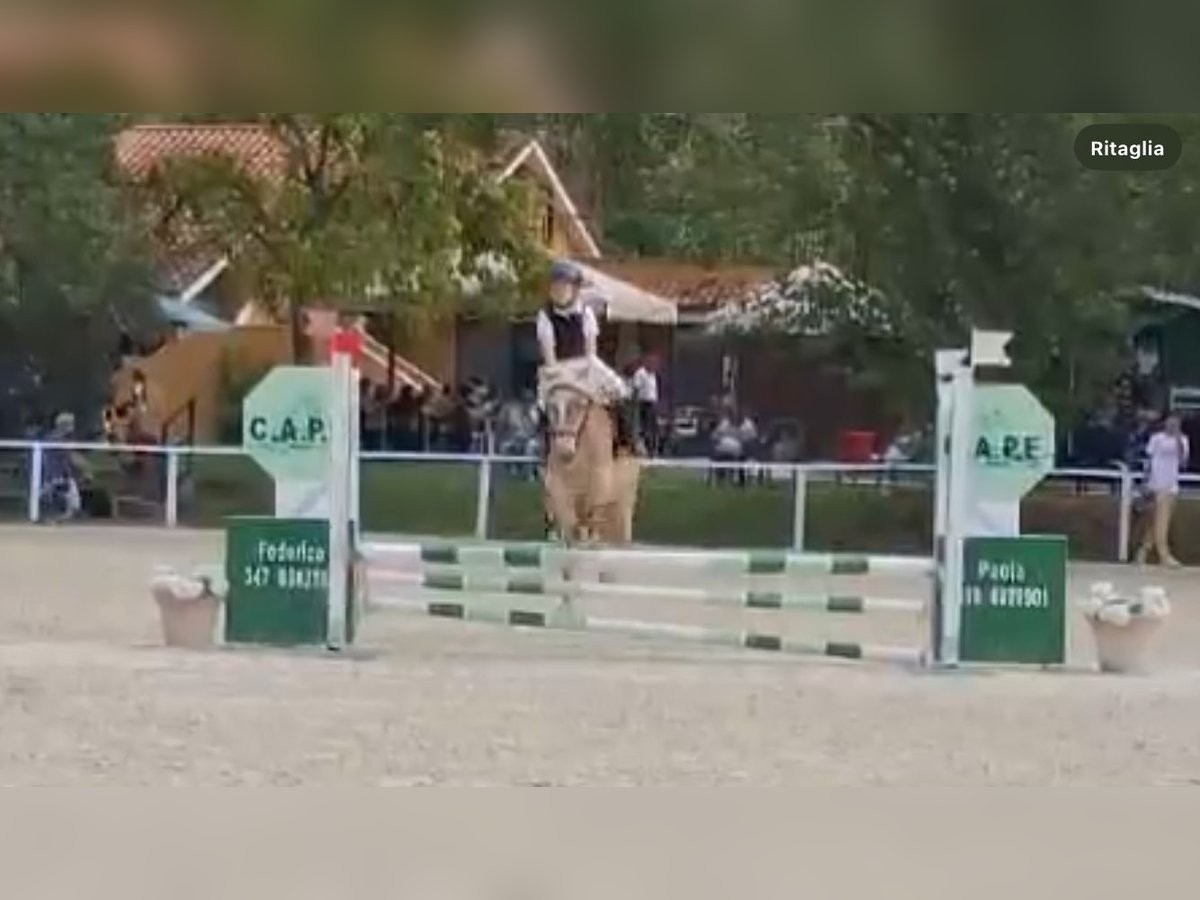 Haflinger Sto 12 år 135 cm in Roma