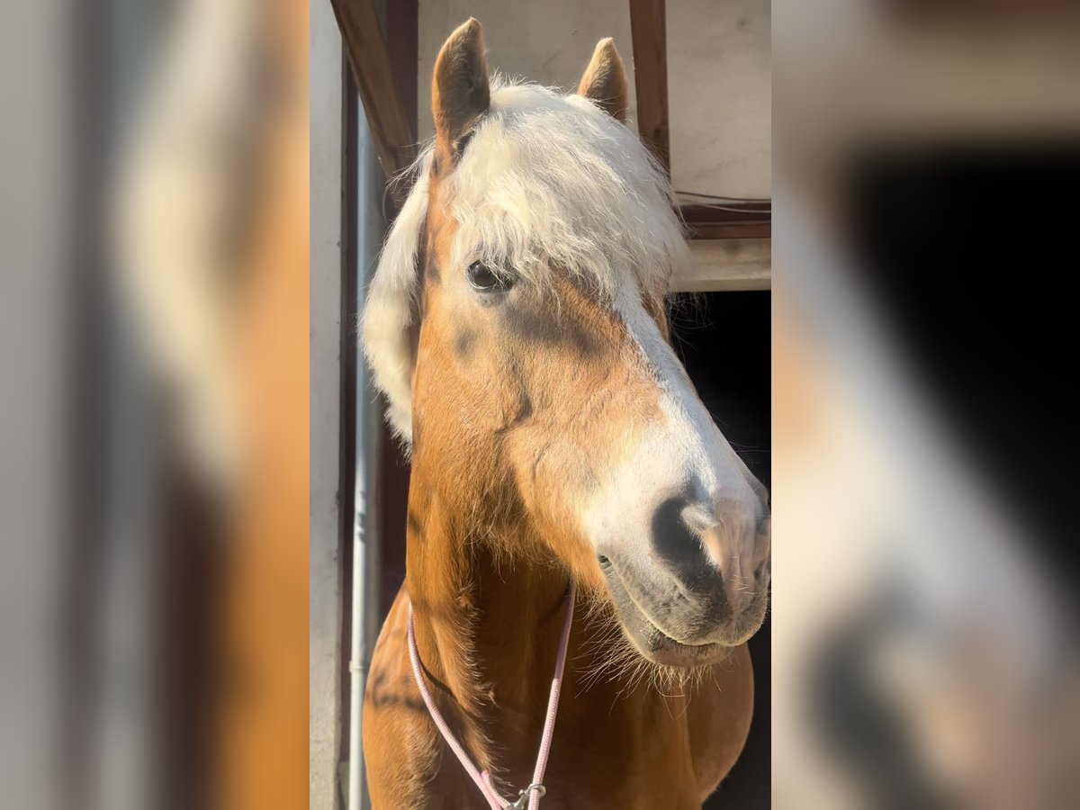 Haflinger Sto 15 år 156 cm fux in Laa an der Thaya