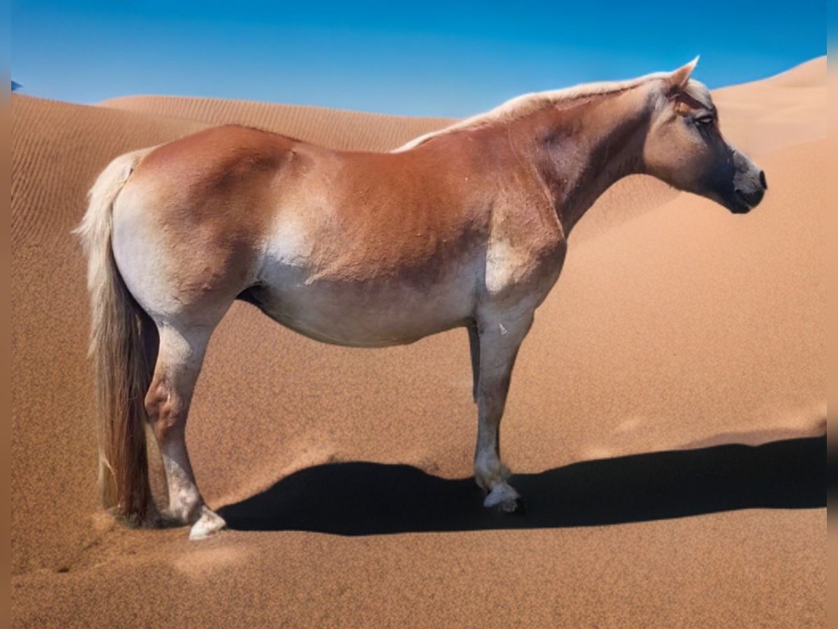 Haflinger Sto 18 år 142 cm Fux in Anderson