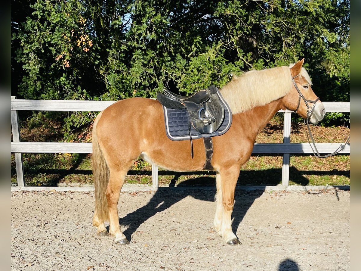 Haflinger Stute 10 Jahre 151 cm Falbe in Borod