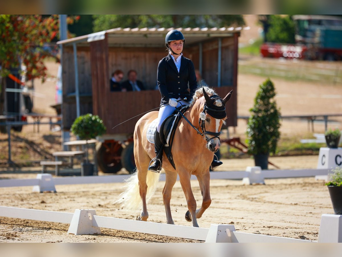 Haflinger Stute 10 Jahre 152 cm Fuchs in H&#xFC;nstetten
