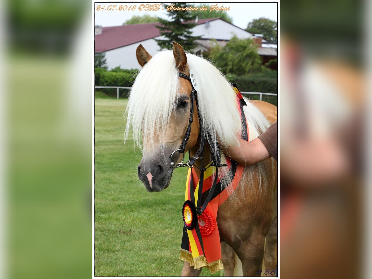 Haflinger Stute 10 Jahre 153 cm Fuchs in Schrozberg