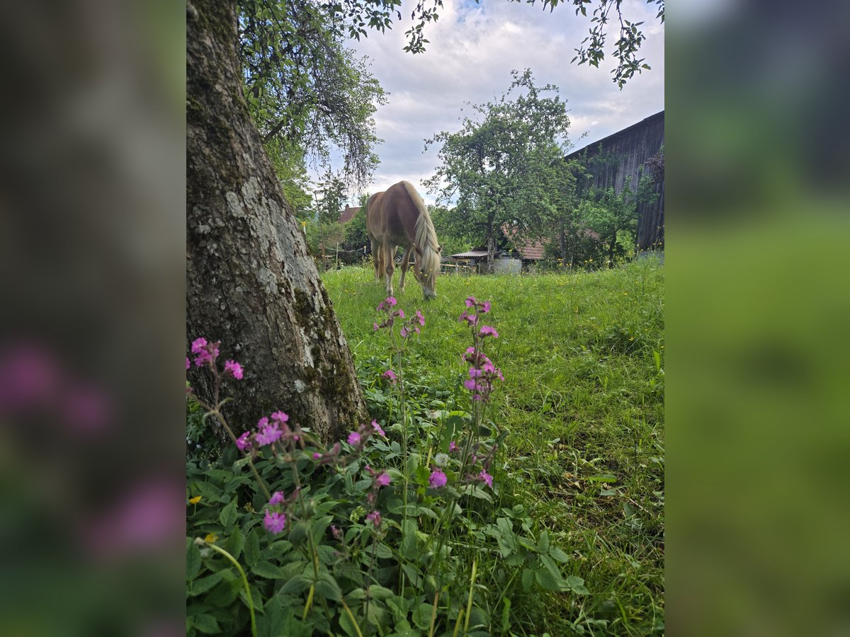 Haflinger Stute 10 Jahre 155 cm Fuchs in Balingen