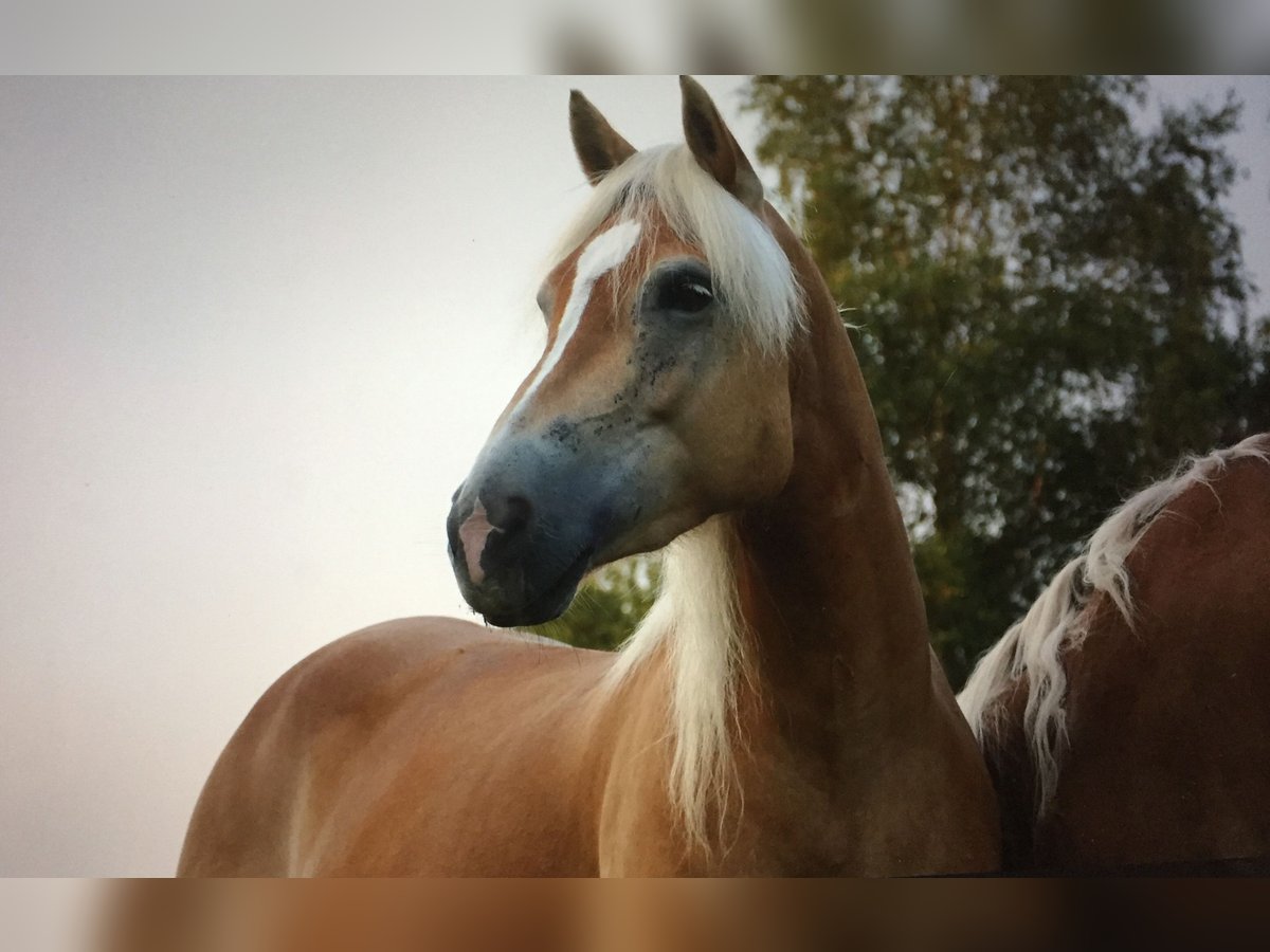 Haflinger Stute 11 Jahre 148 cm in Doezum