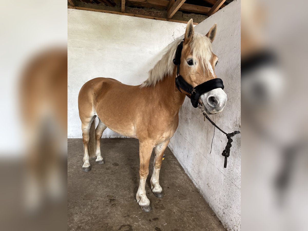 Haflinger Stute 11 Jahre 148 cm Fuchs in Klein Radden