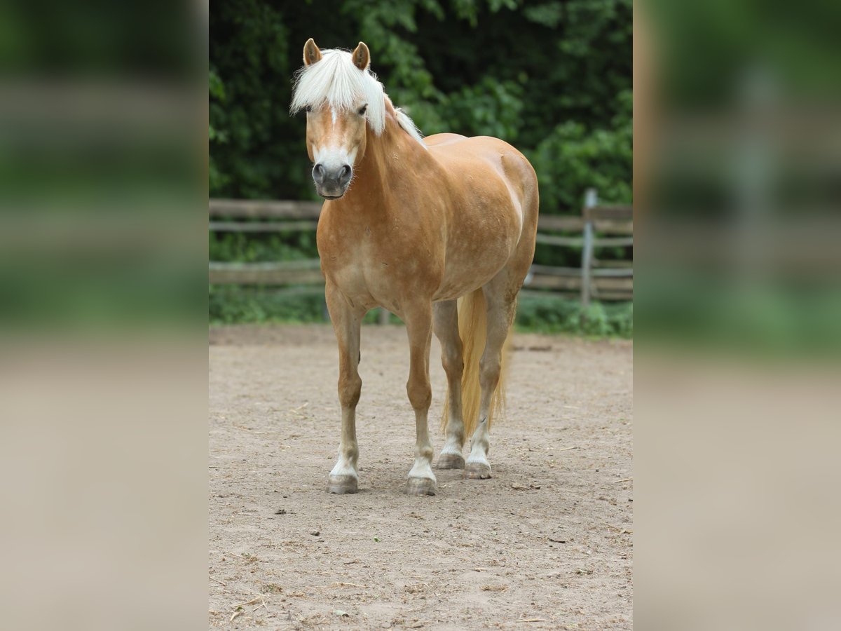Haflinger Stute 11 Jahre 149 cm Fuchs in Lübeck
