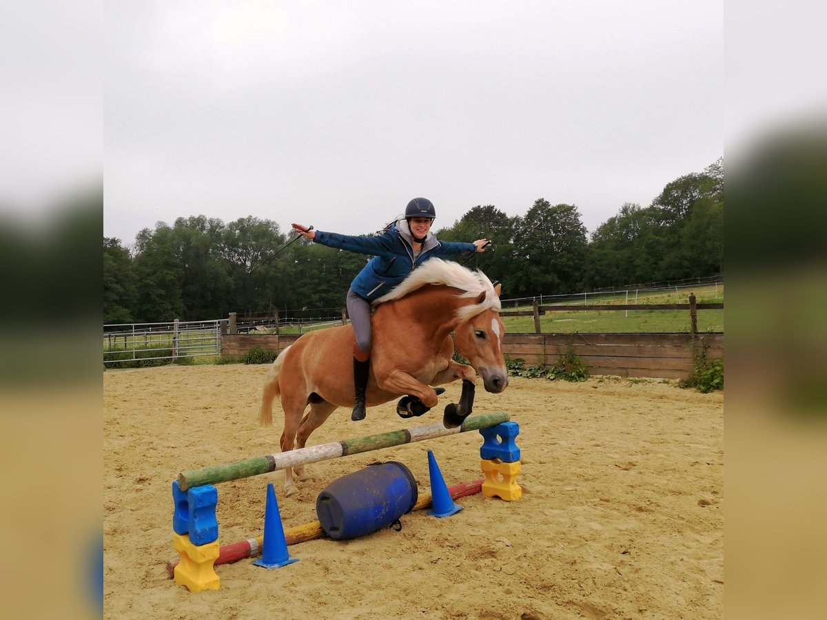Haflinger Stute 12 Jahre 147 cm in Aachen