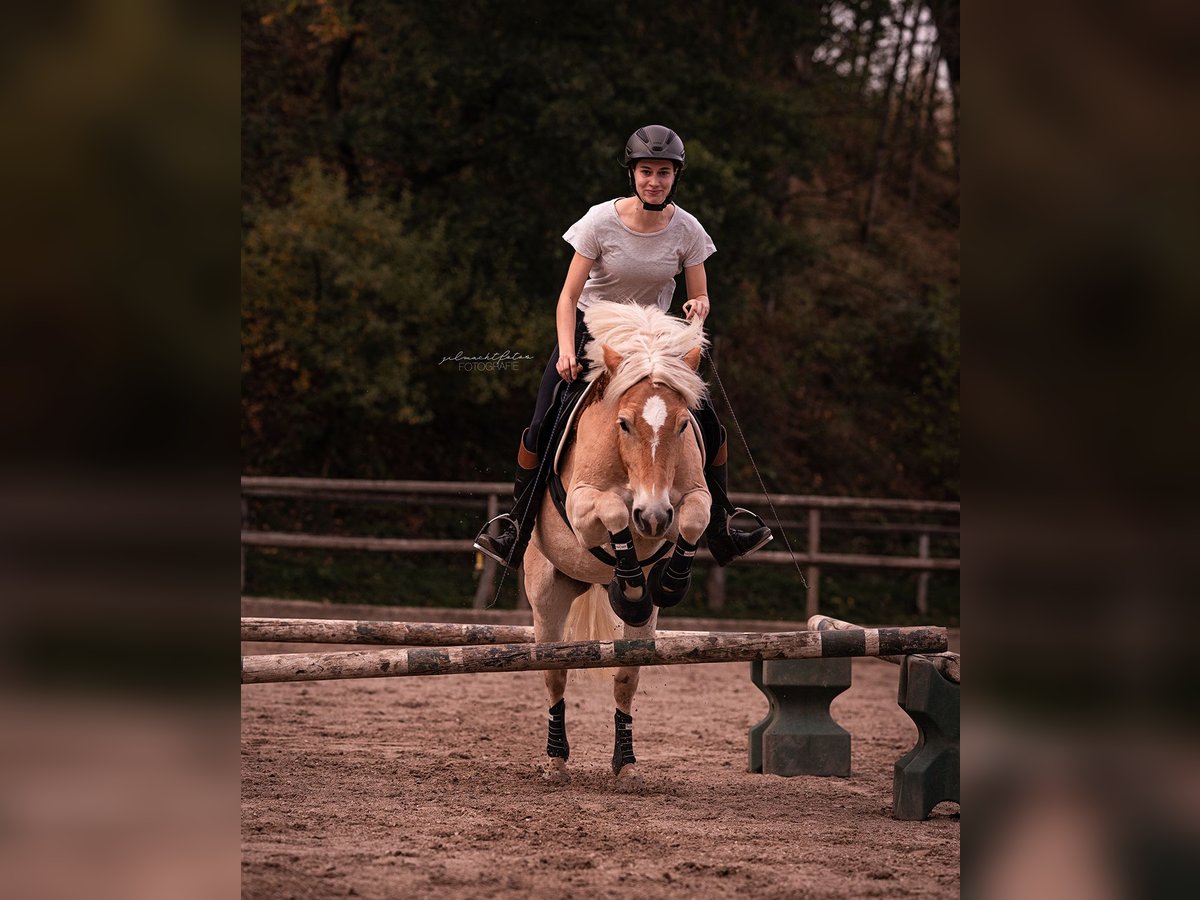 Haflinger Stute 12 Jahre 147 cm Fuchs in Aachen
