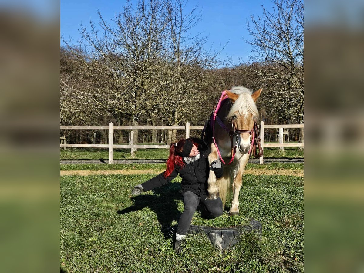 Haflinger Stute 12 Jahre 150 cm Fuchs in Linkenbach