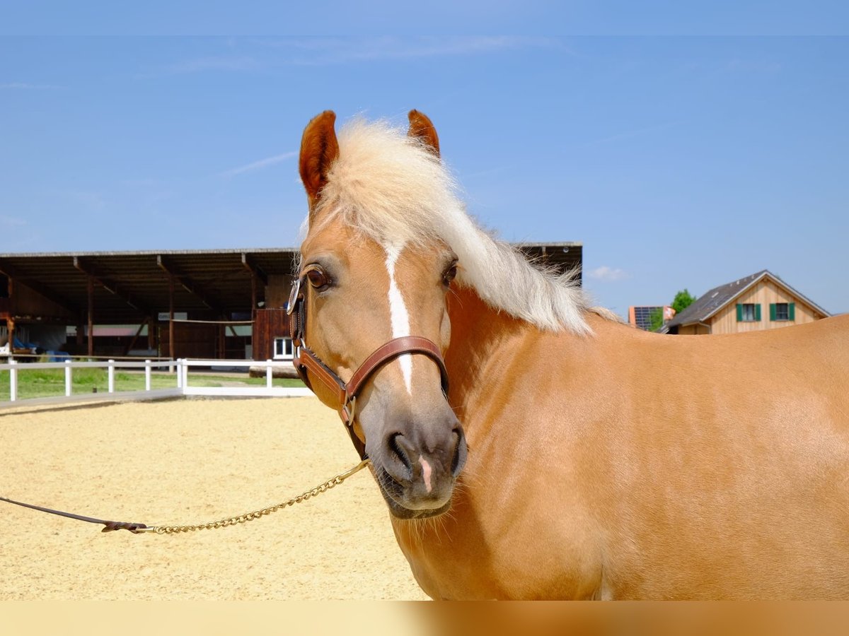 Haflinger Mix Stute 13 Jahre 140 cm Palomino in Dietikon