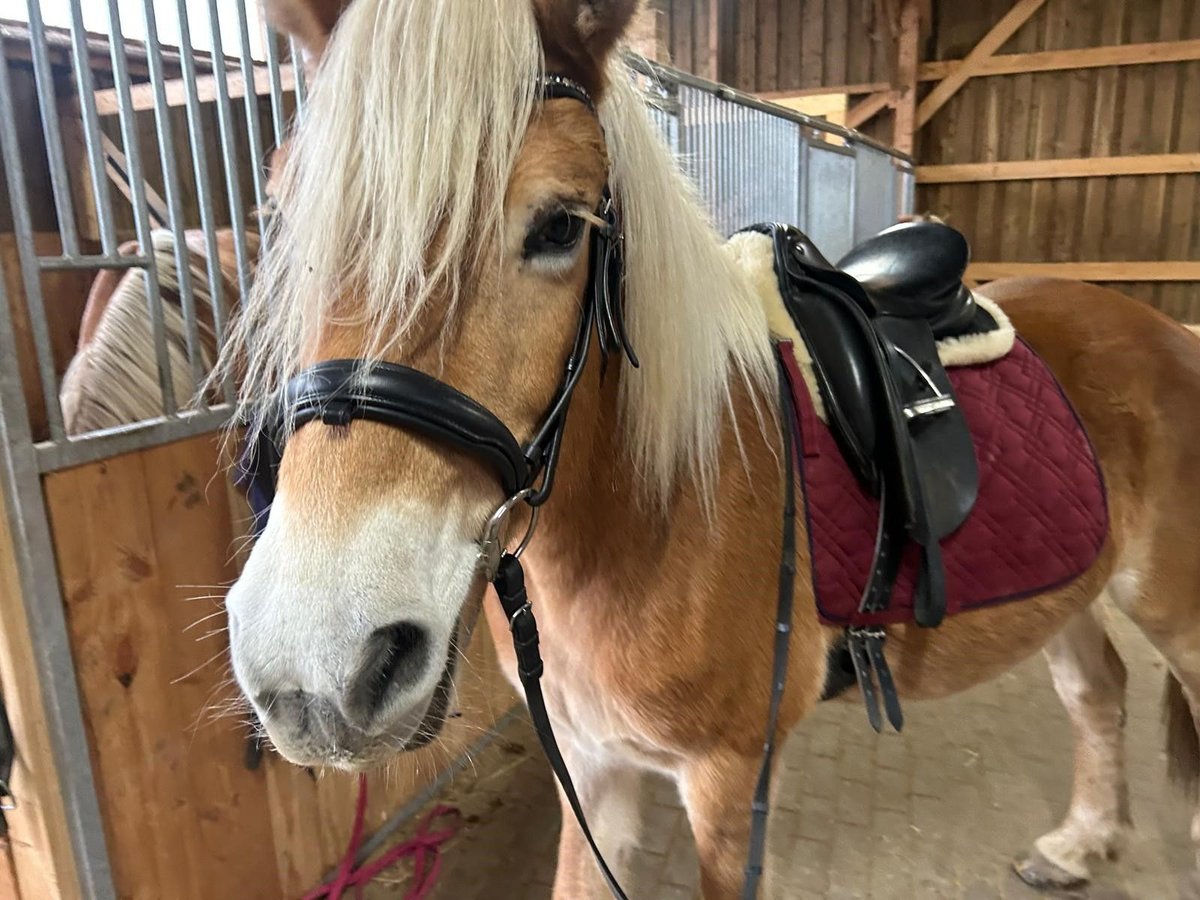 Haflinger Stute 13 Jahre 149 cm Palomino in Langsur