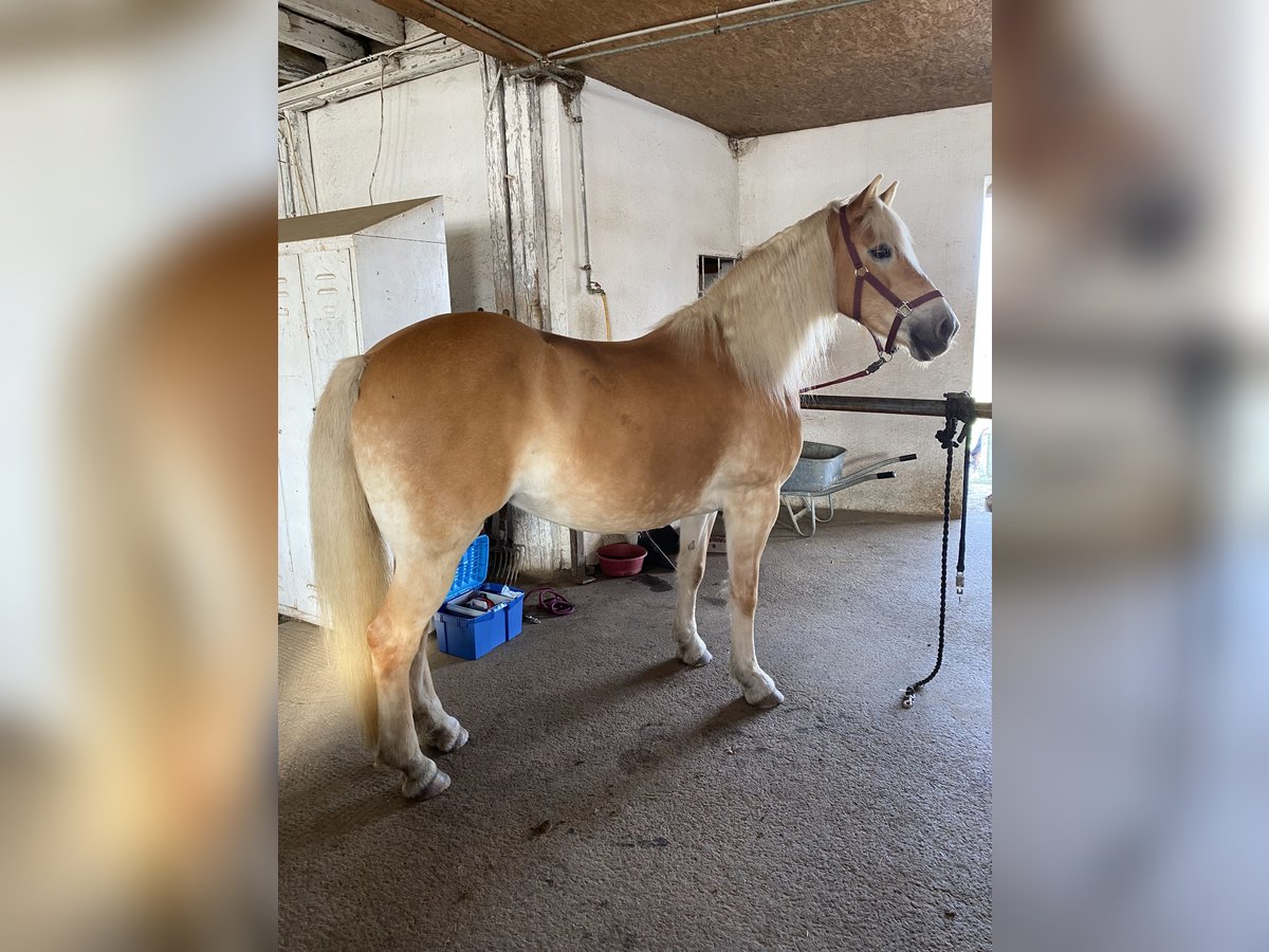 Haflinger Stute 13 Jahre 150 cm Brauner in Grub