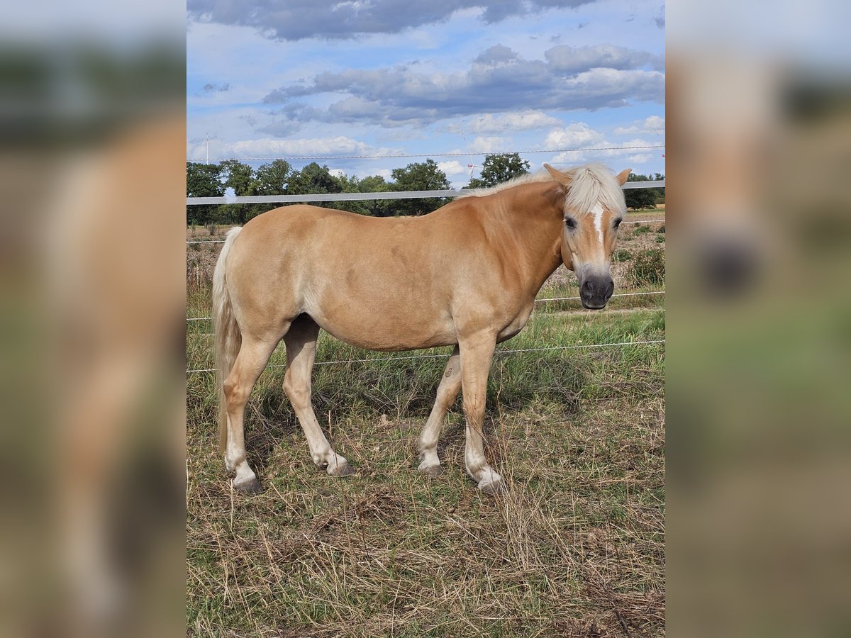Haflinger Stute 13 Jahre 150 cm Fuchs in Uetze