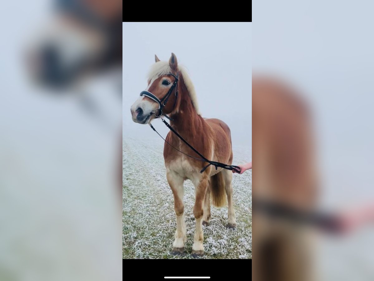 Haflinger Stute 13 Jahre 158 cm Fuchs in Pyrawang