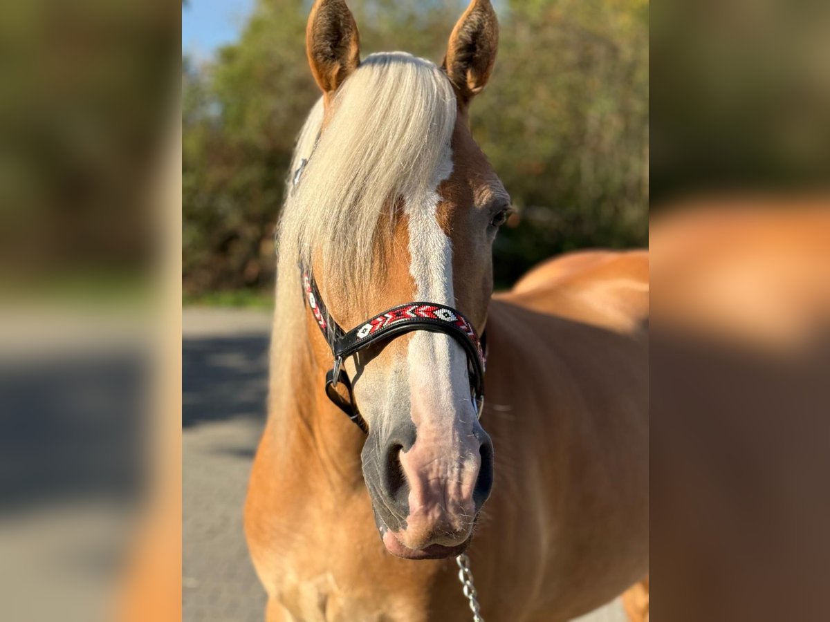 Haflinger, Stute in Mainbernheim