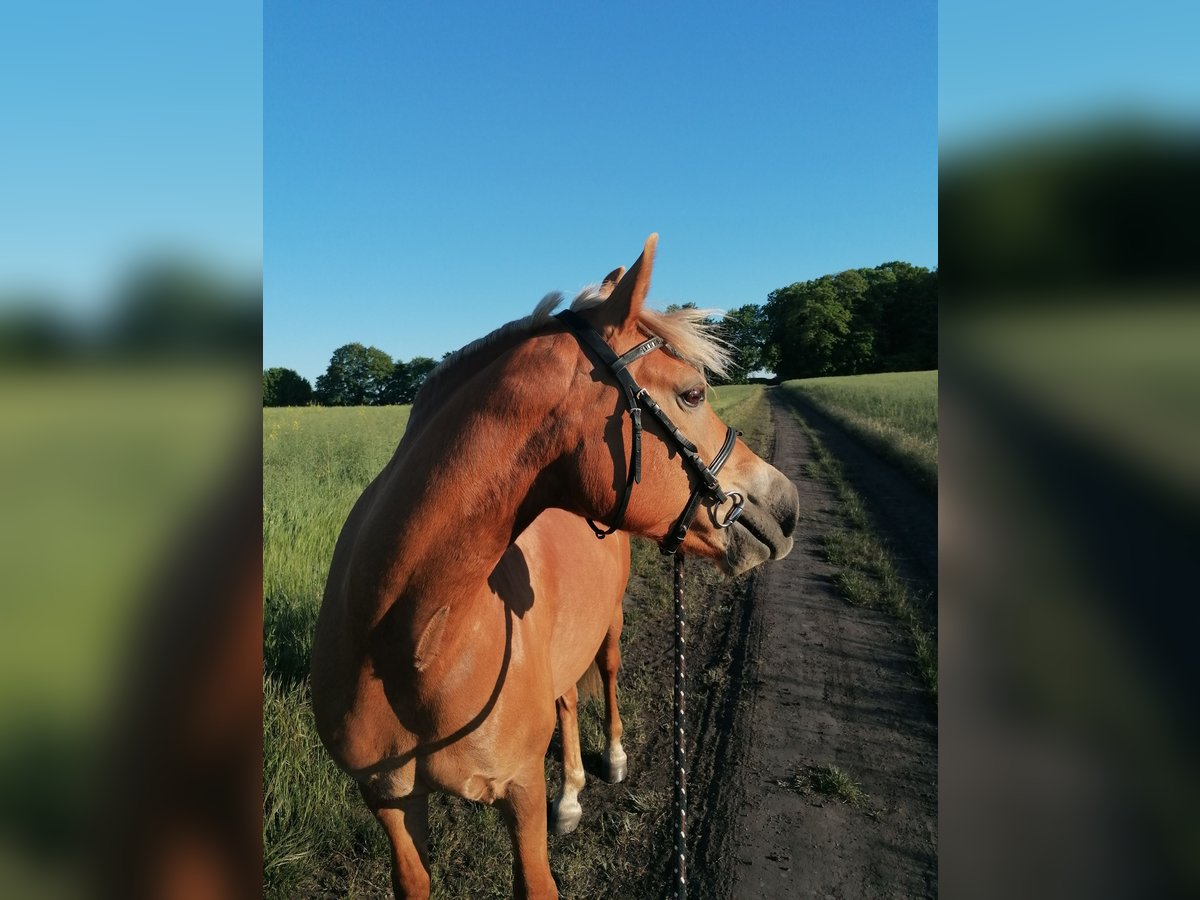 Haflinger Mix Stute 14 Jahre 141 cm in Glocksin