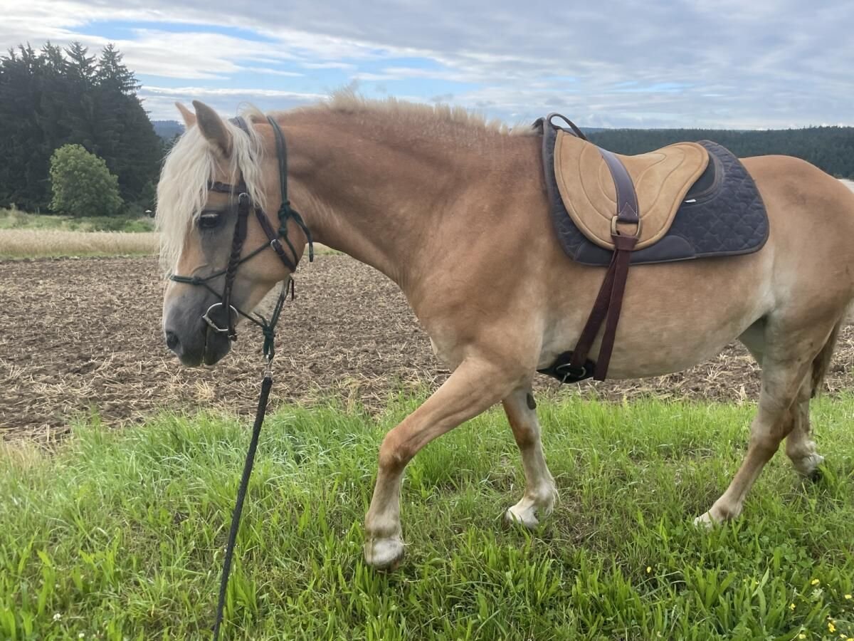Haflinger Stute 14 Jahre 145 cm Fuchs in Loschberg