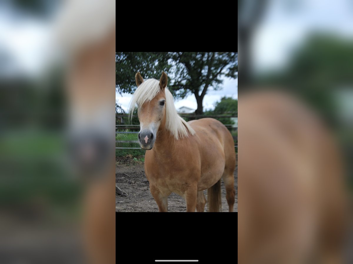 Haflinger Stute 14 Jahre 145 cm in Antau Haflinger Stute 14 Jahre 145 cm in Antau