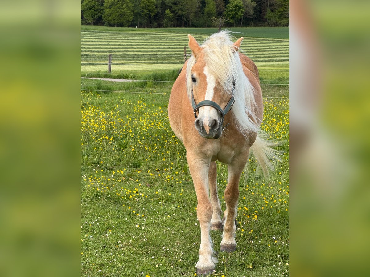 Haflinger Stute 14 Jahre 153 cm Fuchs in Z&#xFC;richZ&#xFC;rich