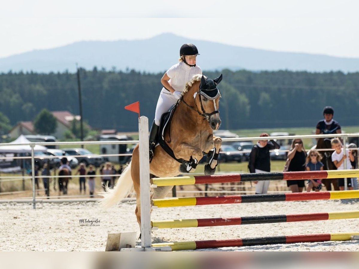 Haflinger Stute 14 Jahre 154 cm Fuchs in Cham
