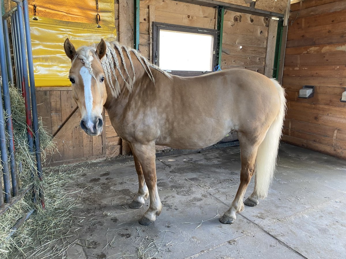 Haflinger Stute 14 Jahre 155 cm in Oschersleben