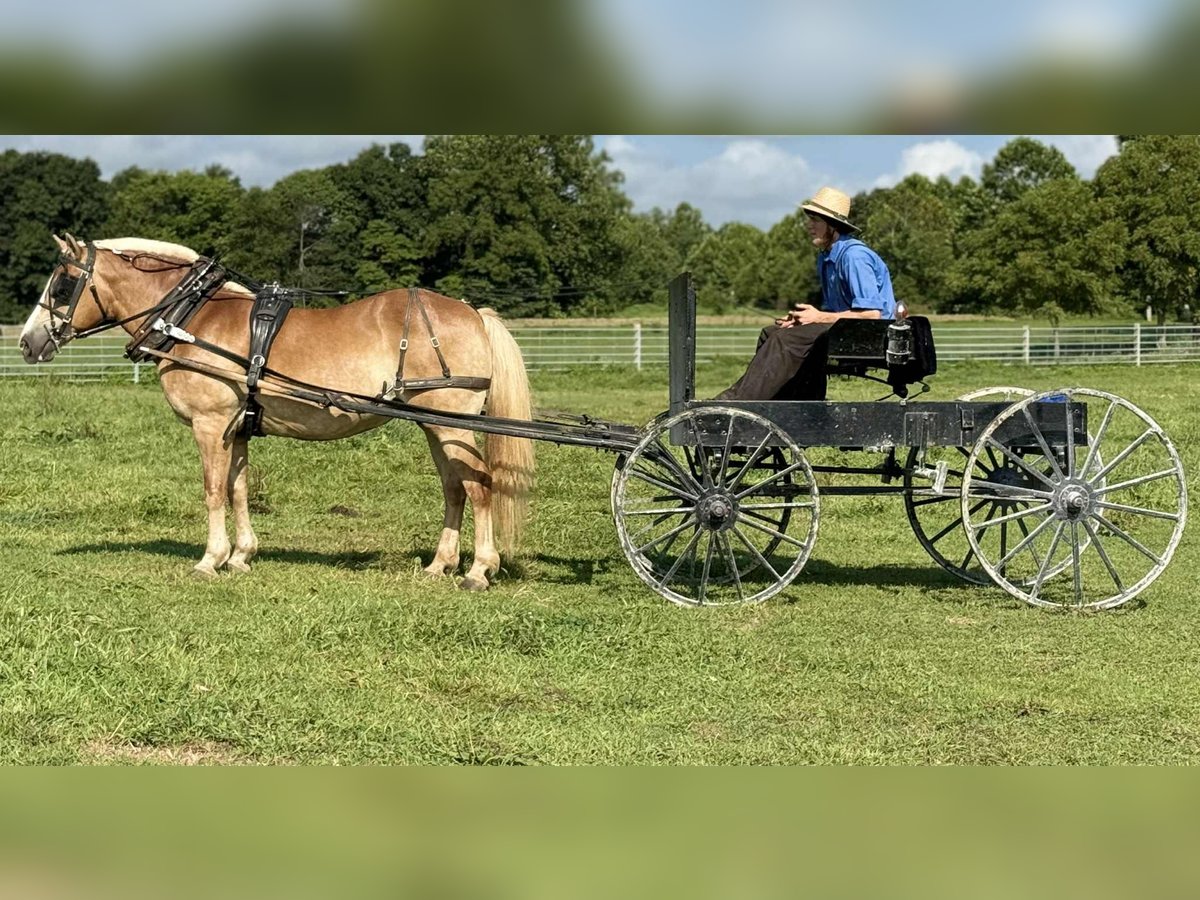 Haflinger Stute 14 Jahre Palomino in Sonora